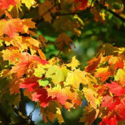 tuinplattegrond en herfstkleuren